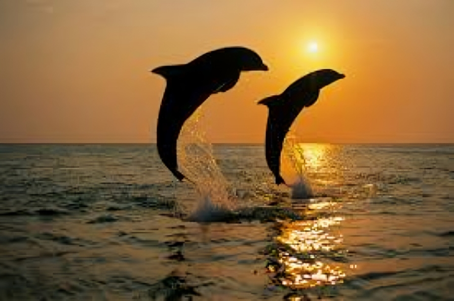 Dolphins